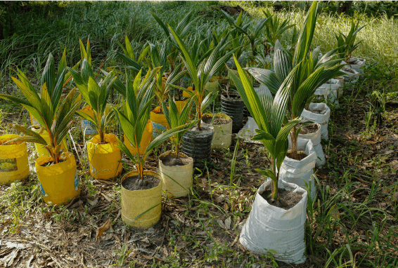 plants of coconut